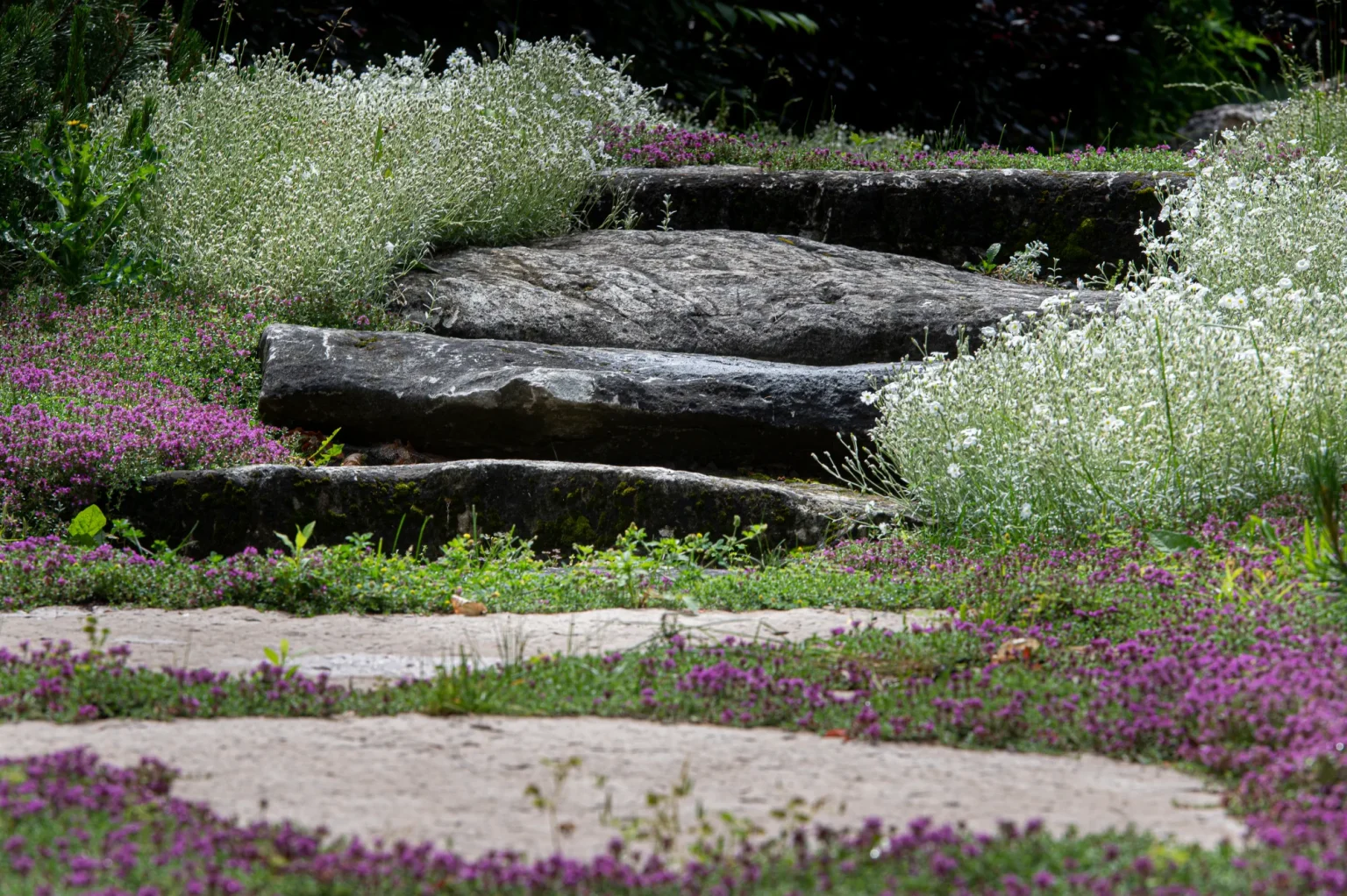 Close detail of natural stone steps and slabs set through low flowering groundcover in Ancaster.