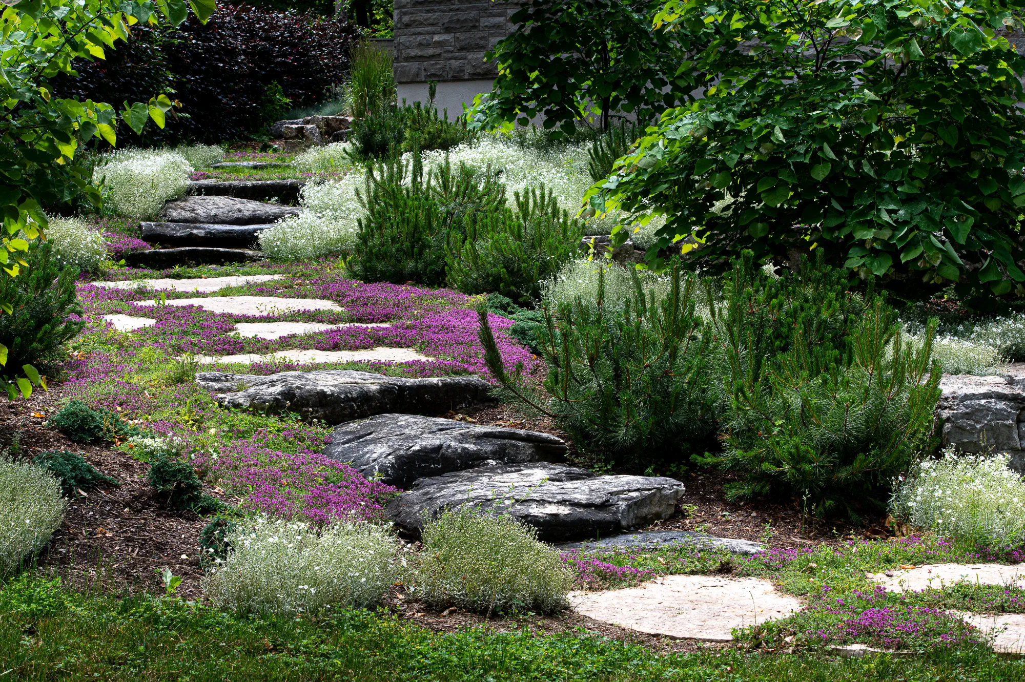 Natural-stone steps and a garden path winding through white and purple flowering groundcover and layered evergreen planting in Ancaster.