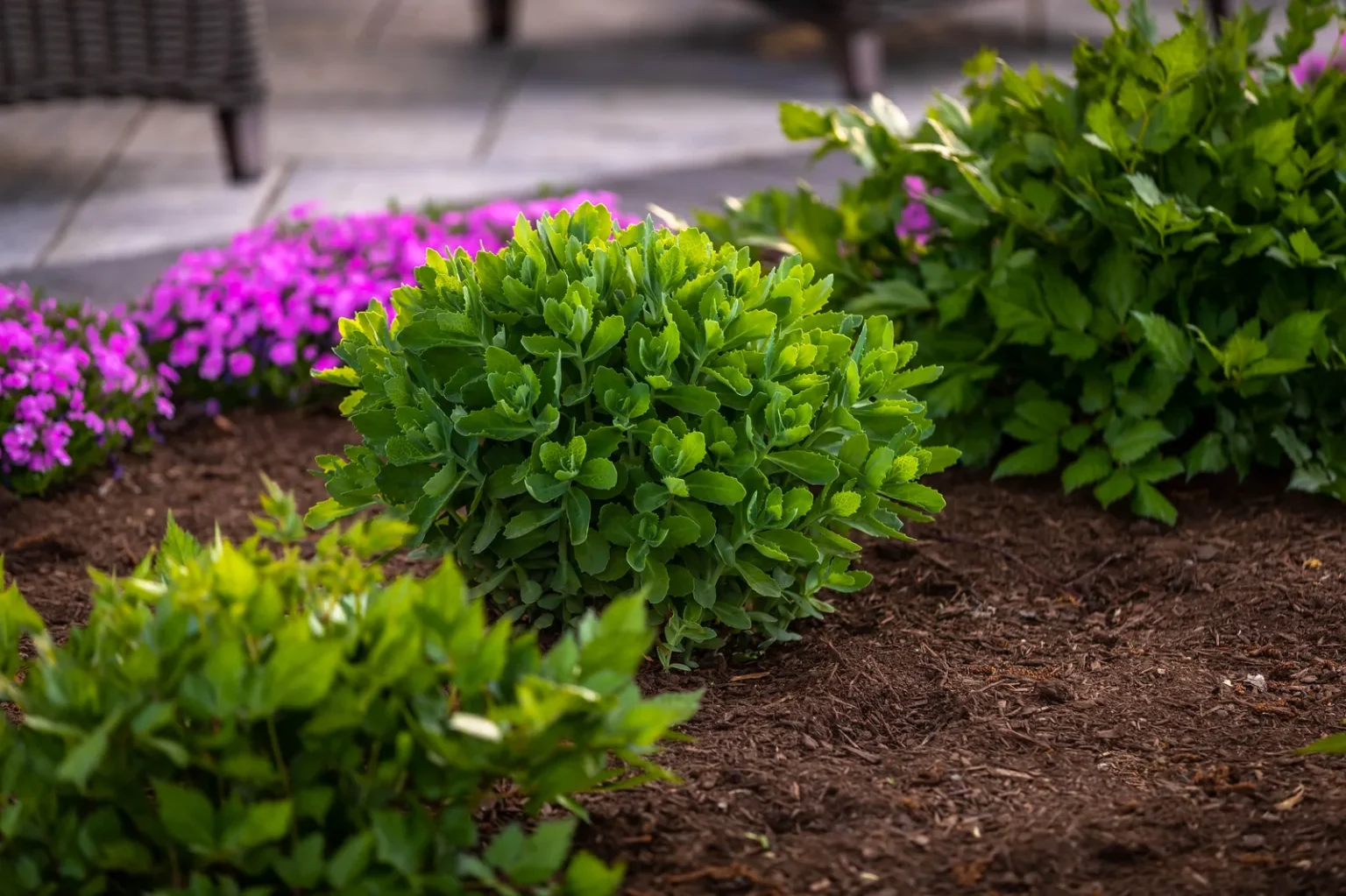 Clipped green shrub surrounded by magenta flowers and layered garden planting.