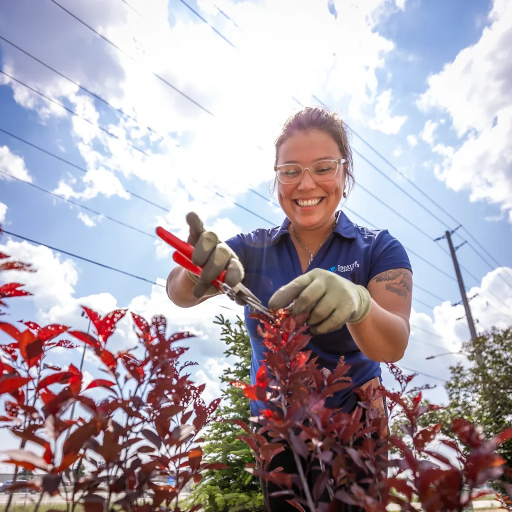 Creative Concepts team member pruning a burgundy-leaved shrub.