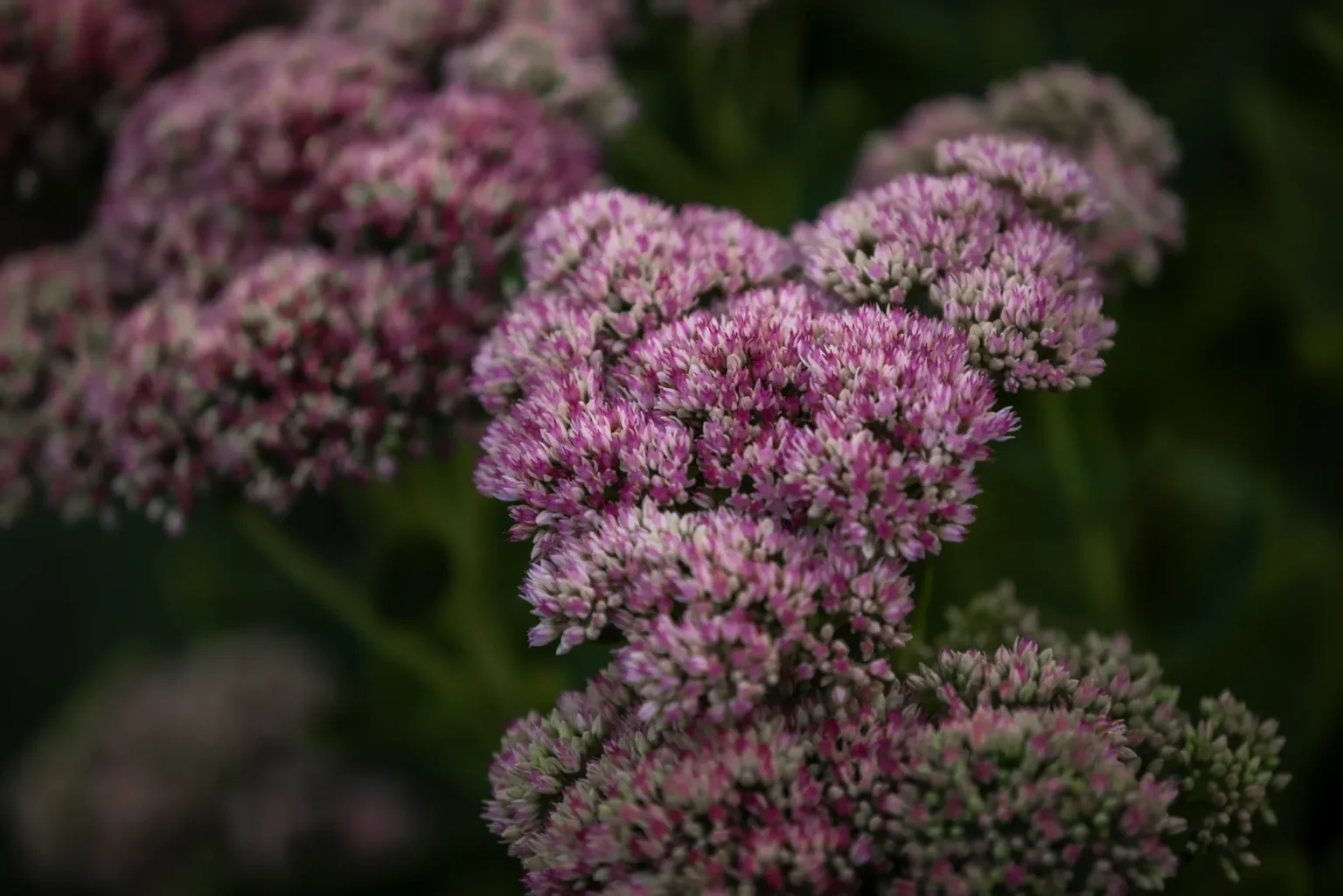 Close-up of pink flowering perennial blooms in the backyard garden in Dundas.