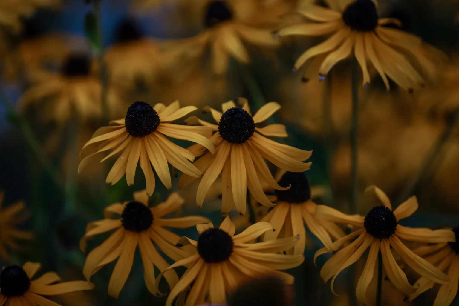 Close-up of yellow flowering perennials in the backyard garden in Dundas.