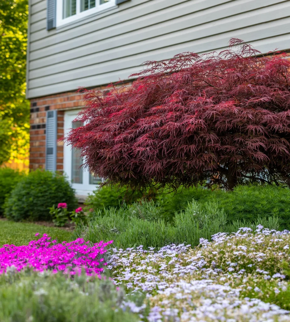 A burgundy Japanese maple above magenta and pale flowering groundcover in a residential garden.