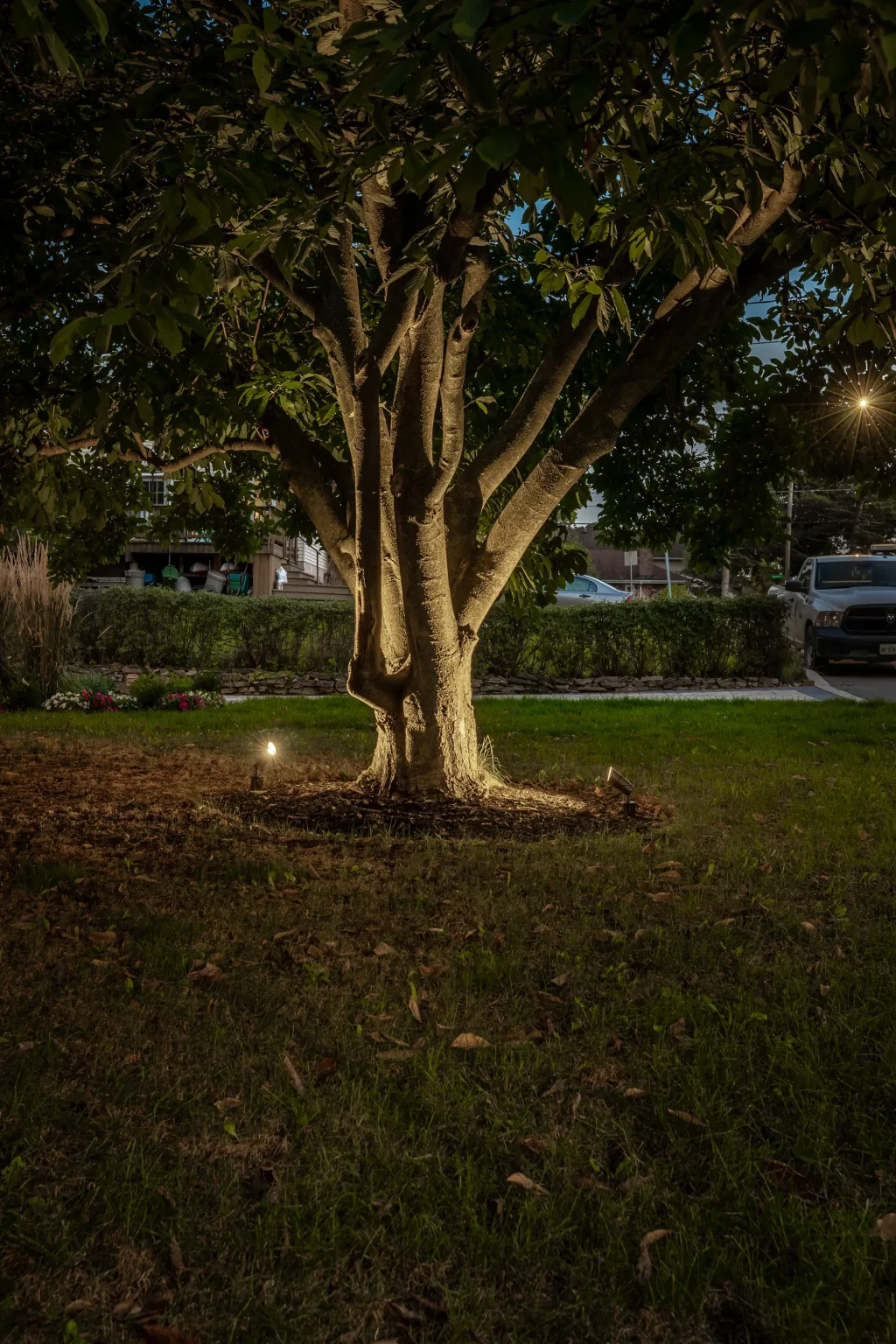 Portrait nightfall view of a mature tree highlighted with landscape uplighting in Hamilton.