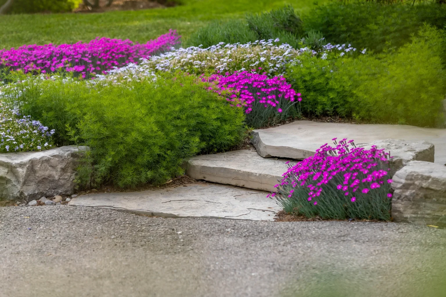 Natural stone garden steps bordered by magenta flowering groundcover.