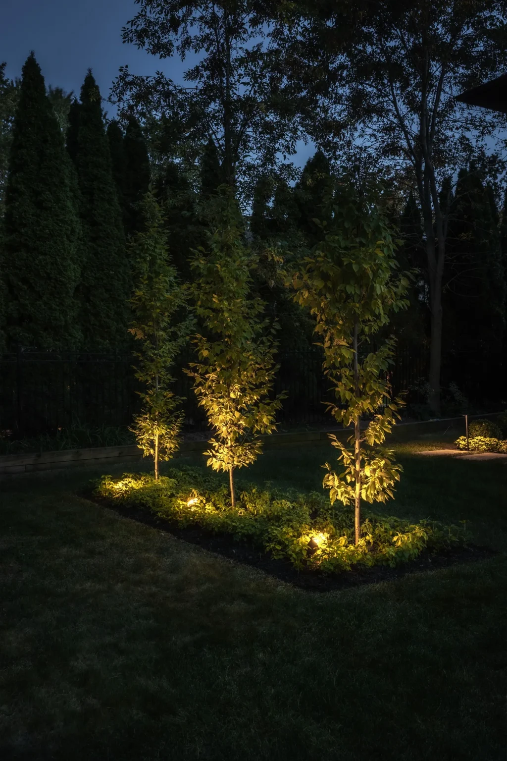 Dark portrait photo of three tall ornamental conifers in the front garden picked out by warm ground-level uplighting in Oakville.