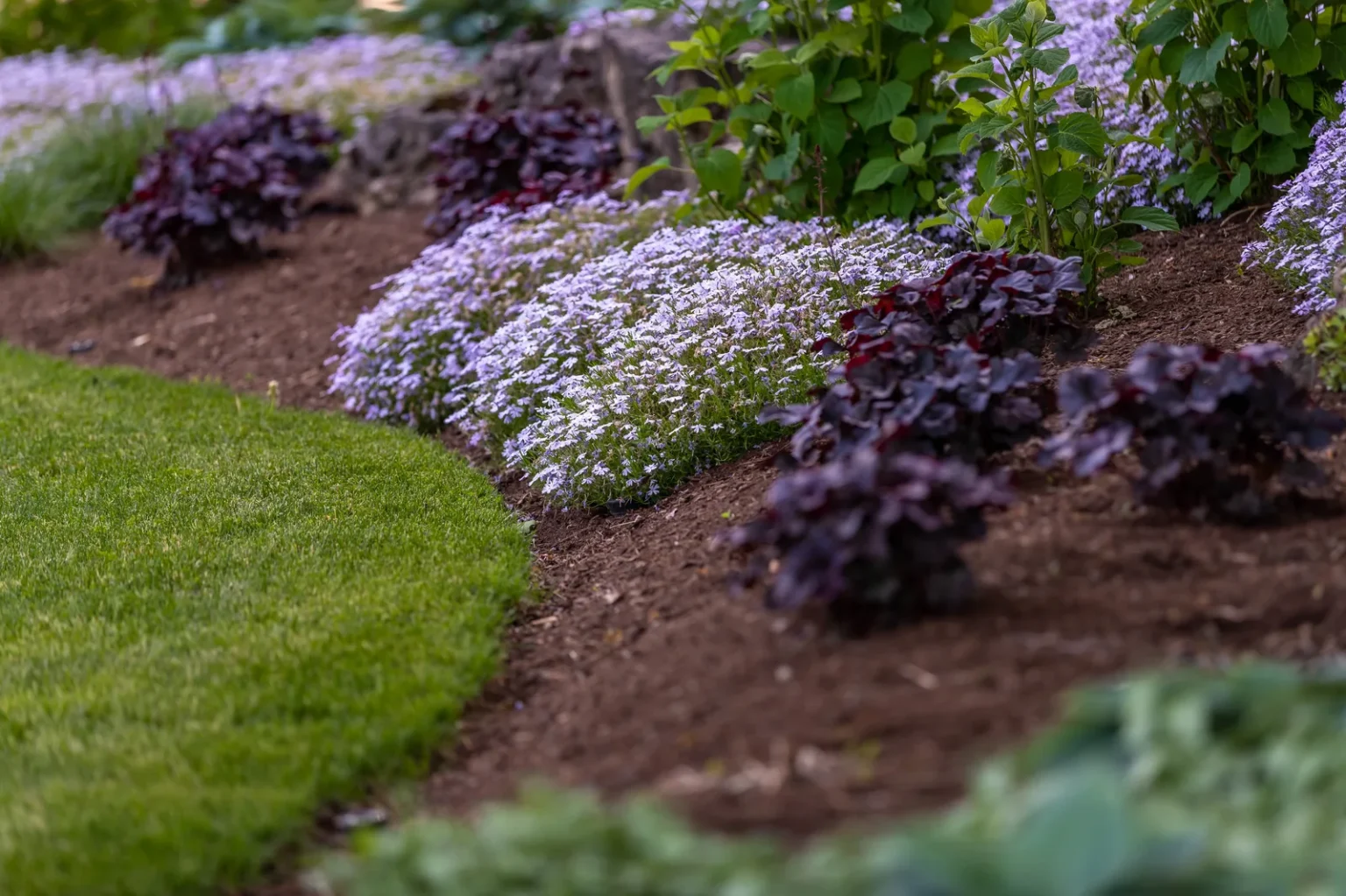 White flowering groundcover and burgundy foliage along a manicured lawn edge.